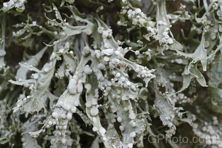 Cartilage. Lichen or Strap. Lichen (<i>Ramalina celastri</i>), a common lichen that occurs in many parts of the world. It is very distinctive when its fruiting bodies are mature. It is in the Ramalinaceae family.