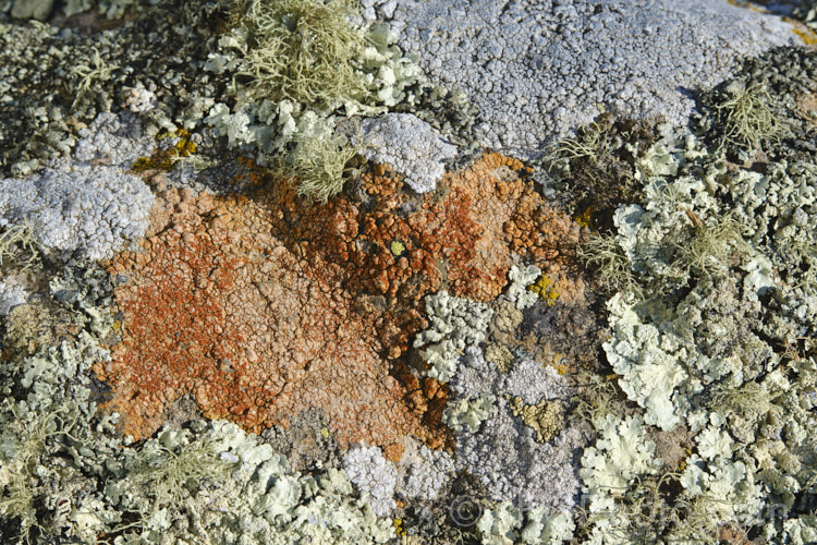 Some of the many striking lichens found on rocks of the Port Hills near. Christchurch, New Zealand