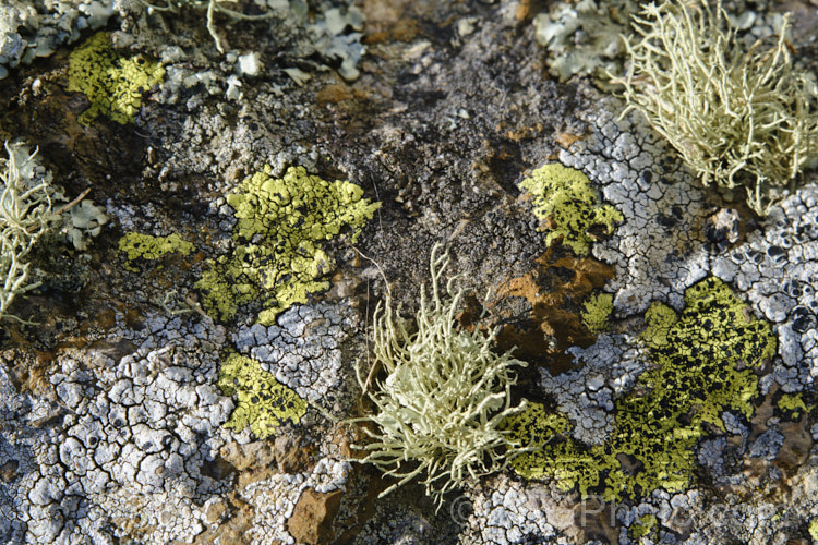 Some of the many striking lichens found on rocks of the Port Hills near. Christchurch, New Zealand