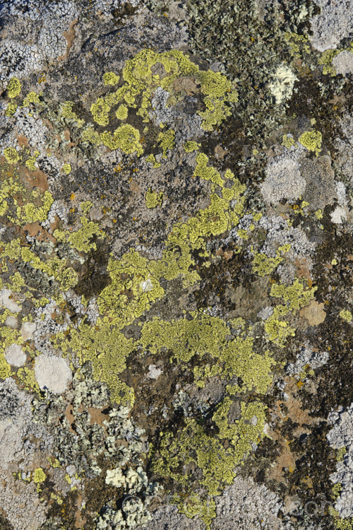 Some of the many striking lichens found on rocks of the Port Hills near. Christchurch, New Zealand