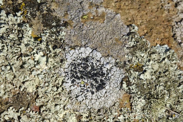 Some of the many striking lichens found on rocks of the Port Hills near. Christchurch, New Zealand