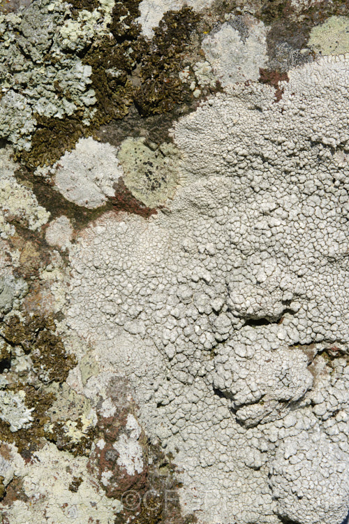 Some of the many striking lichens found on rocks of the Port Hills near. Christchurch, New Zealand