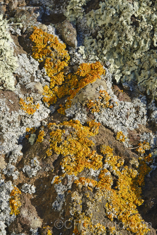 Some of the many striking lichens found on rocks of the Port Hills near. Christchurch, New Zealand