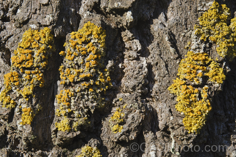 A tree's bark is often an identifying feature, but it's important to realise that its appearance can be altered by what is growing on it. In this image, lichen gives a yellow tint to the normally ash grey bark of this poplar (<i>Populus</i>).