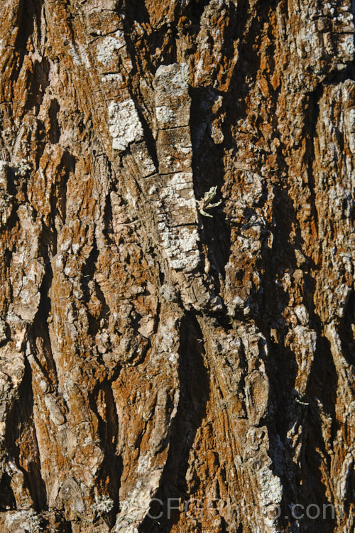 A tree's bark is often an identifying feature, but it's important to realise that its appearance can be altered by what is growing on it. In this image, lichen gives a red-brown tint to the normally ash grey bark of this poplar (<i>Populus</i>).