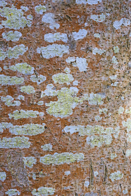 Various lichens growing on Ribbonwood (<i>Plagianthus regius [syn. Plagianthus betulinus]). This New Zealand deciduous tree is often seen with this reddish growth on its trunks. Other lichens soon develop and add character. lichen-3683html'>Lichen.