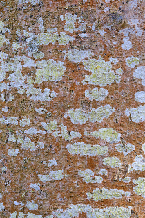 Various lichens growing on Ribbonwood (<i>Plagianthus regius [syn. Plagianthus betulinus]). This New Zealand deciduous tree is often seen with this reddish growth on its trunks. Other lichens soon develop and add character. lichen-3683html'>Lichen.