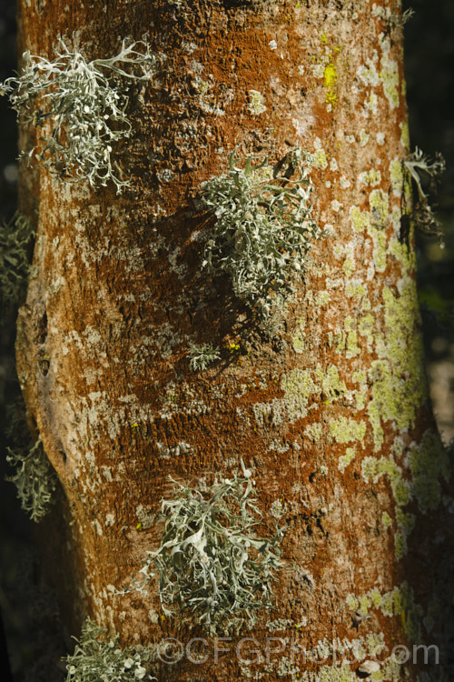 Various lichens growing on Ribbonwood (<i>Plagianthus regius [syn. Plagianthus betulinus]). This New Zealand deciduous tree is often seen with this reddish growth on its trunks. Other lichens soon develop and add character. lichen-3683html'>Lichen.