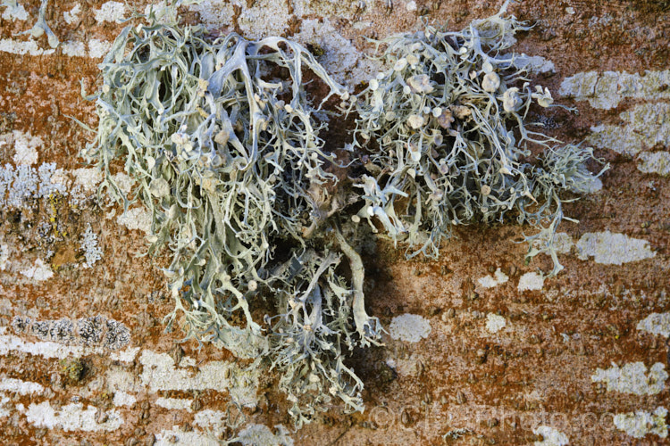 Various lichens growing on Ribbonwood (<i>Plagianthus regius [syn. Plagianthus betulinus]). This New Zealand deciduous tree is often seen with this reddish growth on its trunks. Other lichens soon develop and add character. lichen-3683html'>Lichen.