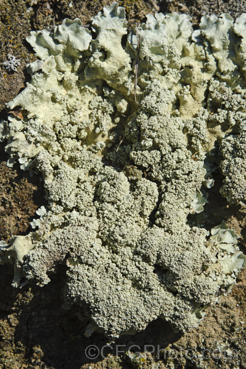 Lichen growing porous volcanic rock. This is a type of surface lichen that can easily be removed, unlike the crustose forms which invade the pores of the rock and cannot be cleanly removed. lichen-3683html'>Lichen.