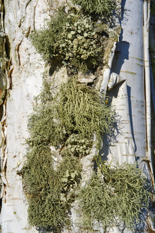 An impressive array of lichens on Himalayan Birch (<i>Betula utilis</i>), a 20m tall, deciduous, white-barked tree native to the Himalayan region. lichen-3683html'>Lichen.