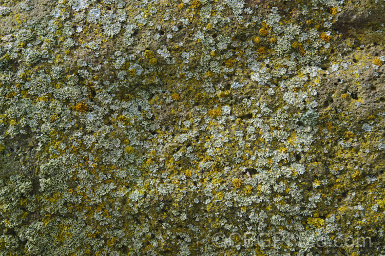 A large rock with a healthy covering of lichens.