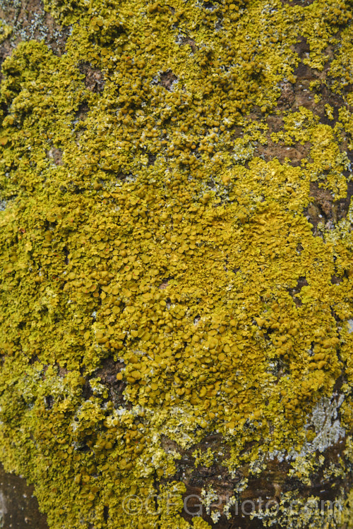 A tree trunk with a dense covering of a yellow lichen, complete with developing fruiting bodies.