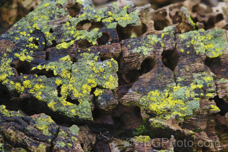 Lichens growing on a rapidly decaying tree stump