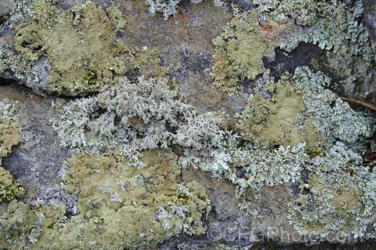 An abundance of lichens thriving on an old stone wall.