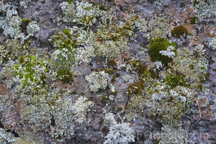 An abundance of lichens thriving on an old stone wall.