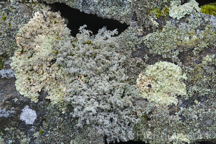 An abundance of lichens thriving on an old stone wall.