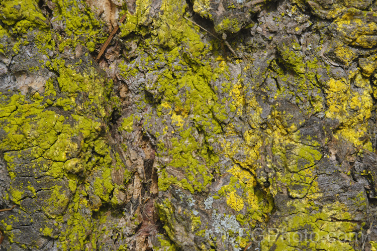 Bright green young lichens becoming established on a tree trunk.