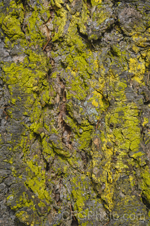 Bright green young lichens becoming established on a tree trunk.