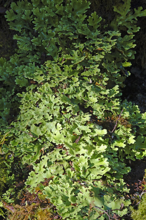 A large lichen of the genus. Pseudocyphellaria, most likely. Pseudocephellaria homoeophylla of the family. Lobariaceae