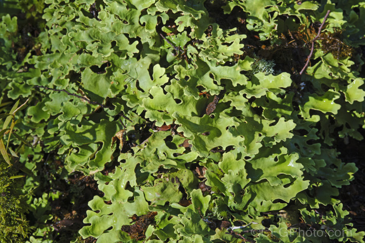 A large lichen of the genus. Pseudocyphellaria, most likely. Pseudocephellaria homoeophylla of the family. Lobariaceae