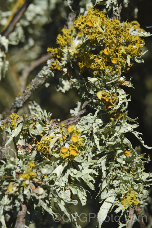 A lichen with very distinctive yellow fruiting bodies.