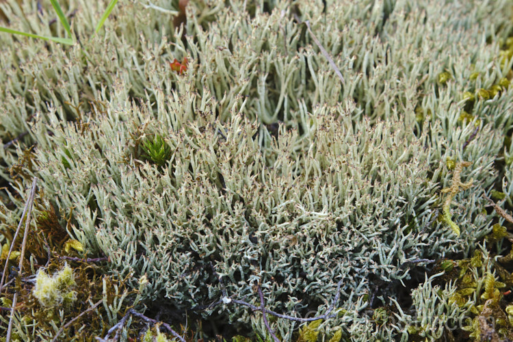 An unidentified lichen, possibly of the genus. Cladonia.