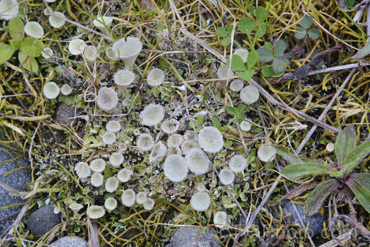 Bird's Nest. Lichen or Pixie. Cup. Lichen (<i>Cladonia pyxidata</i>), an unusual looking lichen that is surprisingly common but widely overlooked because it is so diminutive. Just a few millimetres high, it is usually found growing on bare patches among low herbage.