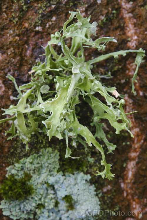 A foliose lichen with developing splash cups.