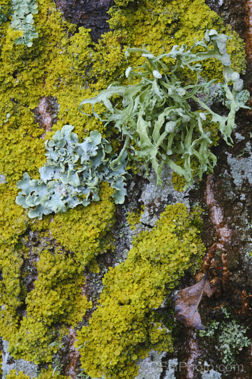 Lichens of various types growing on a poplar trunk.