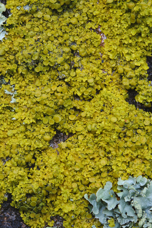 A yellow lichen with an abundance of splash cups.