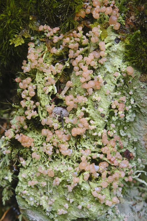 One of the pink earth lichens, possibly a Dibaeis arcuata, notable for its pink fruiting bodies. It was growing on a damp bank in southern beech forest, New Zealand.