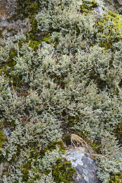 A fructose lichen, probably. Stereocaulon corticulatum, growing on damp, shady bank in temperate southern beech forest, New Zealand