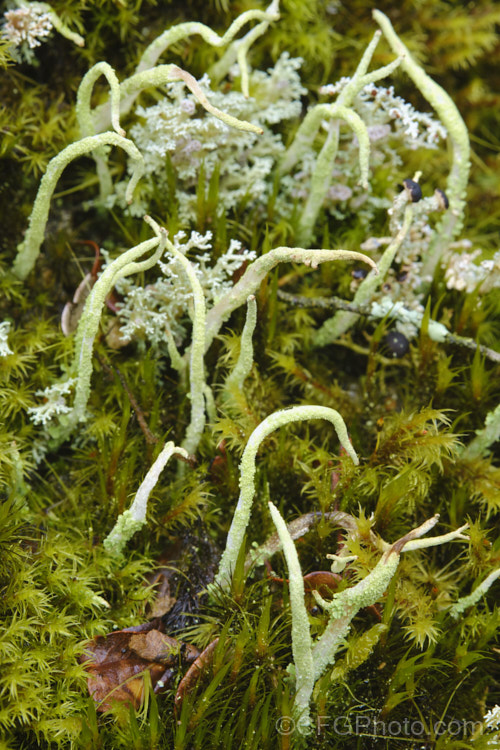 A fructose lichen with distinctive, elongated fruiting bodies.