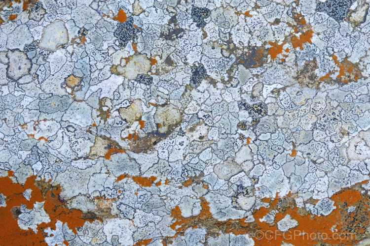 Reddish brown firedot lichen growing on a boulder that is also well covered in pale grey, crustose, alpine lichens.