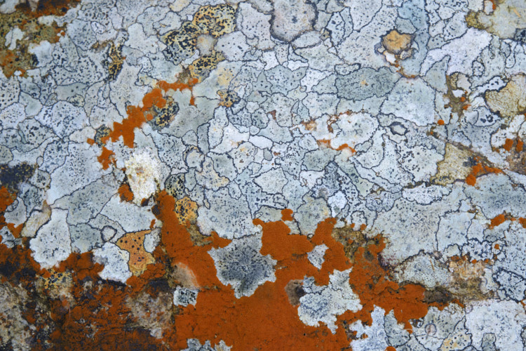 Reddish brown firedot lichen growing on a boulder that is also well covered in pale grey, crustose, alpine lichens.