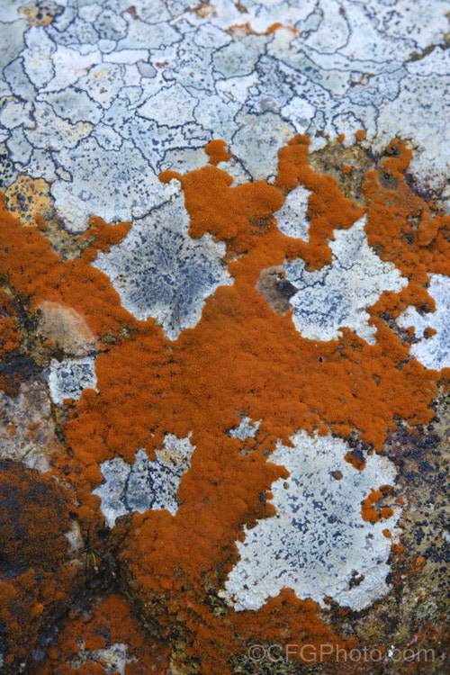 Reddish brown firedot lichen growing on a boulder that is also well covered in pale grey, crustose, alpine lichens.