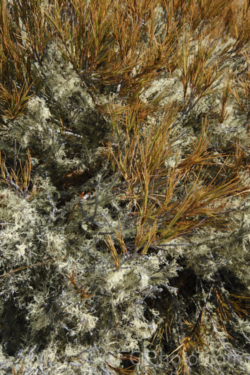 Turpentine. Scrub or Turpentine. Bush (<i>Dracophyllum uniflorum</i>) is very common throughout the low alpine regions of New Zealand from the mid-North Island southwards and is often covered with lichen in the damper areas.