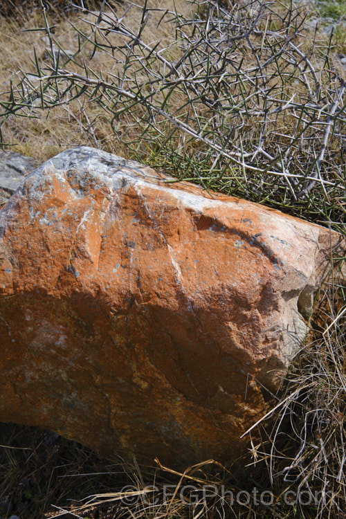 Red algae and red lichen are common on rocks in the alpine regions of New Zealand, and can often cover large areas