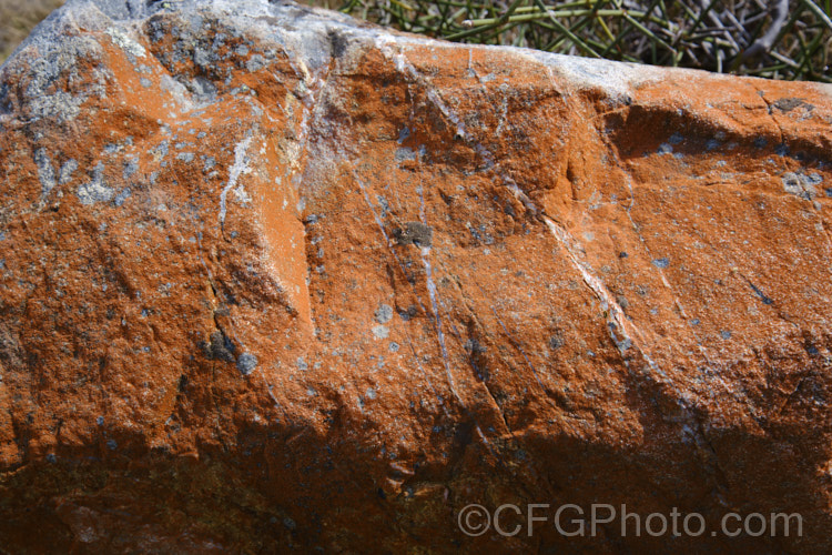 Red algae and red lichen are common on rocks in the alpine regions of New Zealand, and can often cover large areas