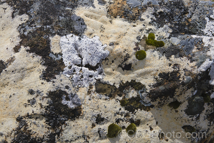 Alpine rocks in Canterbury, New Zealand, covered with dense colonies of lichens, which are everywhere in this environment.