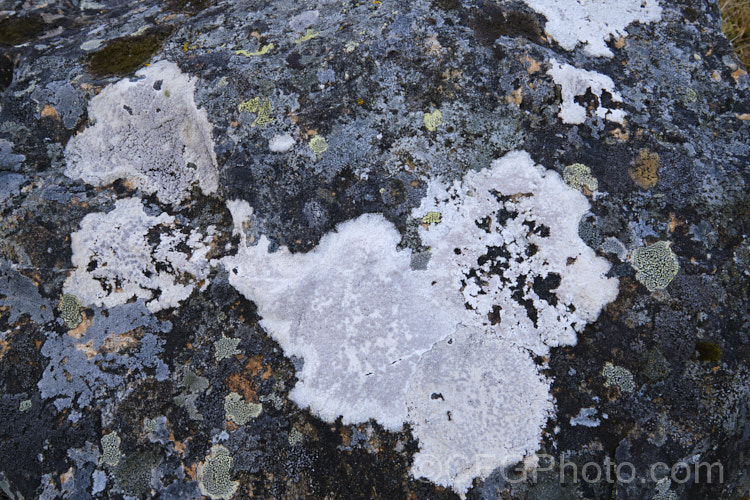 Alpine rocks in Canterbury, New Zealand, covered with dense colonies of lichens, which are everywhere in this environment.