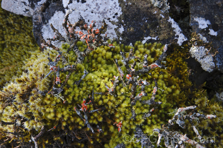 Lichen often covers plants in the damp subalpine zones of New Zealand. The lichen with red fruiting bodies is probably. Bloodstain. Lichen (<i>Haematomma alpinum</i>), which is often found growing on dead twigs.