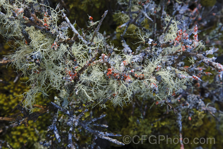 Lichen often covers plants in the damp subalpine zones of New Zealand. The lichen with red fruiting bodies is probably. Bloodstain. Lichen (<i>Haematomma alpinum</i>), which is often found growing on dead twigs.