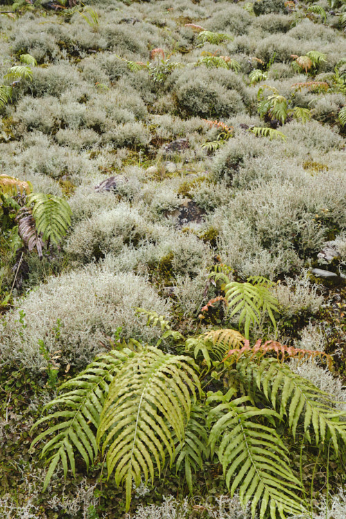 A fruticose lichen, probably a Cladonia species, growing in abundance on a wet hillside.