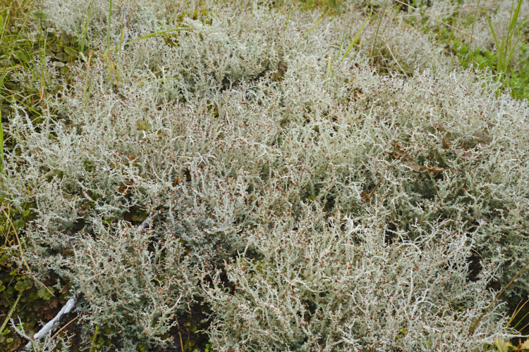 A fruticose lichen, probably a Cladonia species, growing in abundance on a wet hillside.