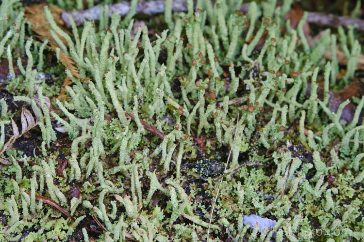 A fruticose lichen, probably a Cladonia species, growing in abundance on a wet hillside.