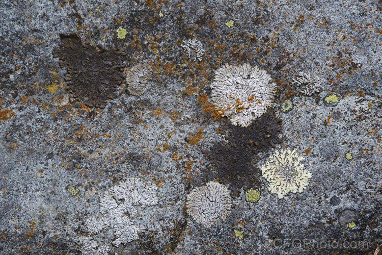 Lichens growing on a subalpine rock. Even a small rock can be home to quite an array of lichens at various stages of development.