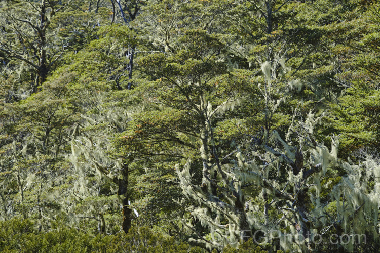 Dense lichen draping the branches of southern beech trees (<i>Lophozonia menziesii [syn. Nothofagus menziesii]) growing on the St. James. Walkway, New Zealand