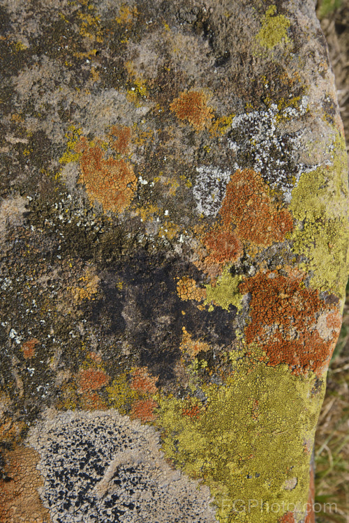 Lichen of various colours and stages of development, growing on a bluestone boulder. Timaru, New Zealand